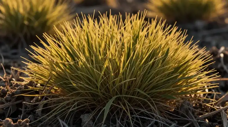 Glowing yellowish-green crabgrass sits richly on the dry ground