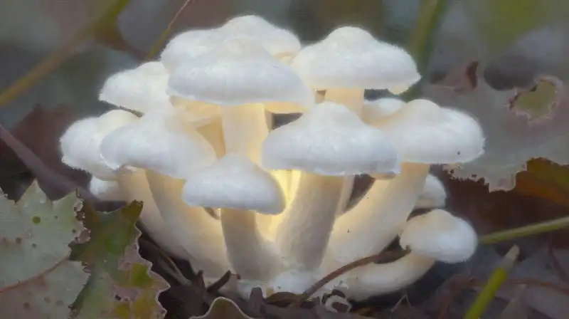 White fungus glows upon detailed, diseased plant leaves