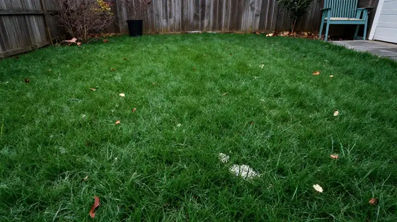 Lush green lawn with scattered fertilizer under crisp winter light