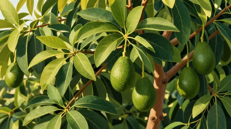 A lush avocado tree overflows with vibrant green fruit bathed in golden light