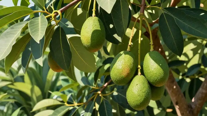 Tropical tree with ripe avocado fruit bathed in dappled morning sunlight